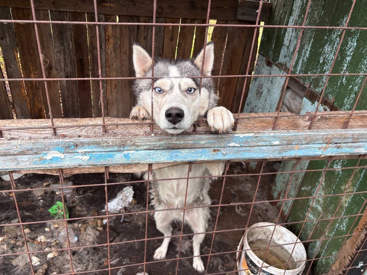 Тюрьма на улице: случай жестокого обращения с собакой в Кеми требует вмешательства Тюрьма на улице: случай жестокого обращения с собакой в Кеми требует вмешательства