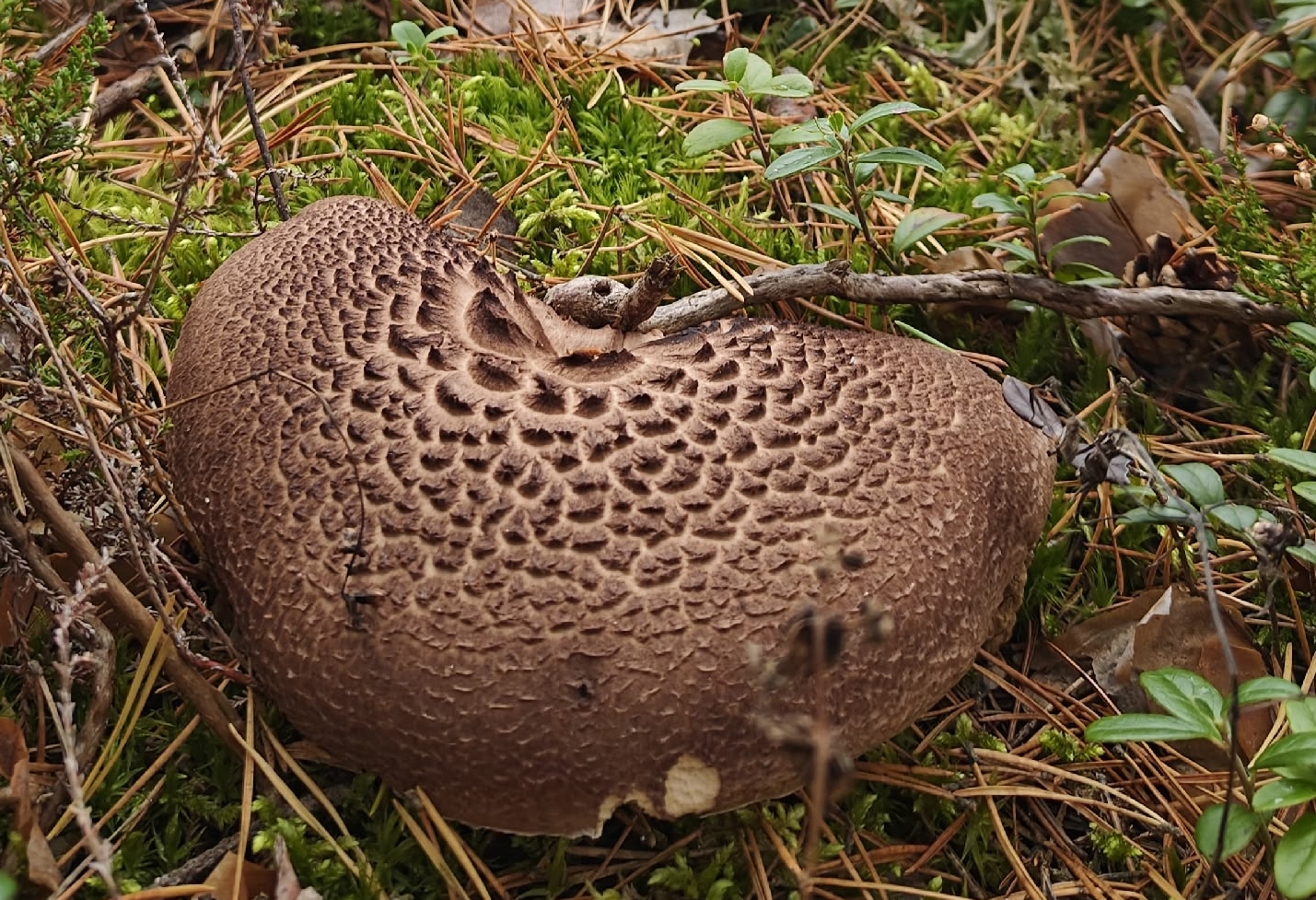 Ежовик чешуйчатый: в лесах появился гриб, который прозвали «лосем»