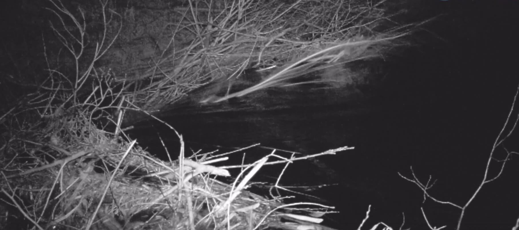 «Инженера» бобровой плотины смыло течением в заповеднике