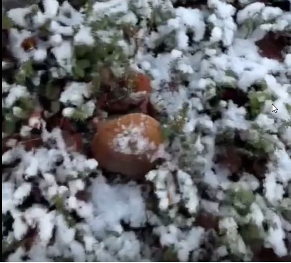 Сугробы не помешали найти грибы по соседству с Карелией