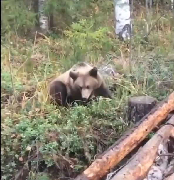 Попавшую в капкан медведицу спасли охотинспекторы Карелии