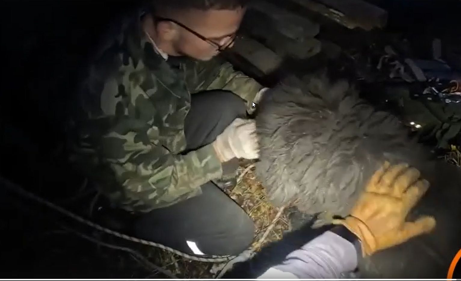 Как спасали 70-килограммового Кубика: пес оказался в западне рядом с Карелией Как спасали 70-килограммового Кубика: пес оказался в западне рядом с Карелией