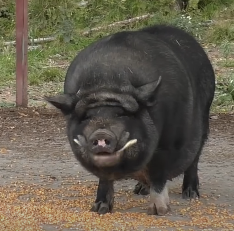 Интеллект вьетнамских свиней сравнили с собачьим в Карельском зоопарке
