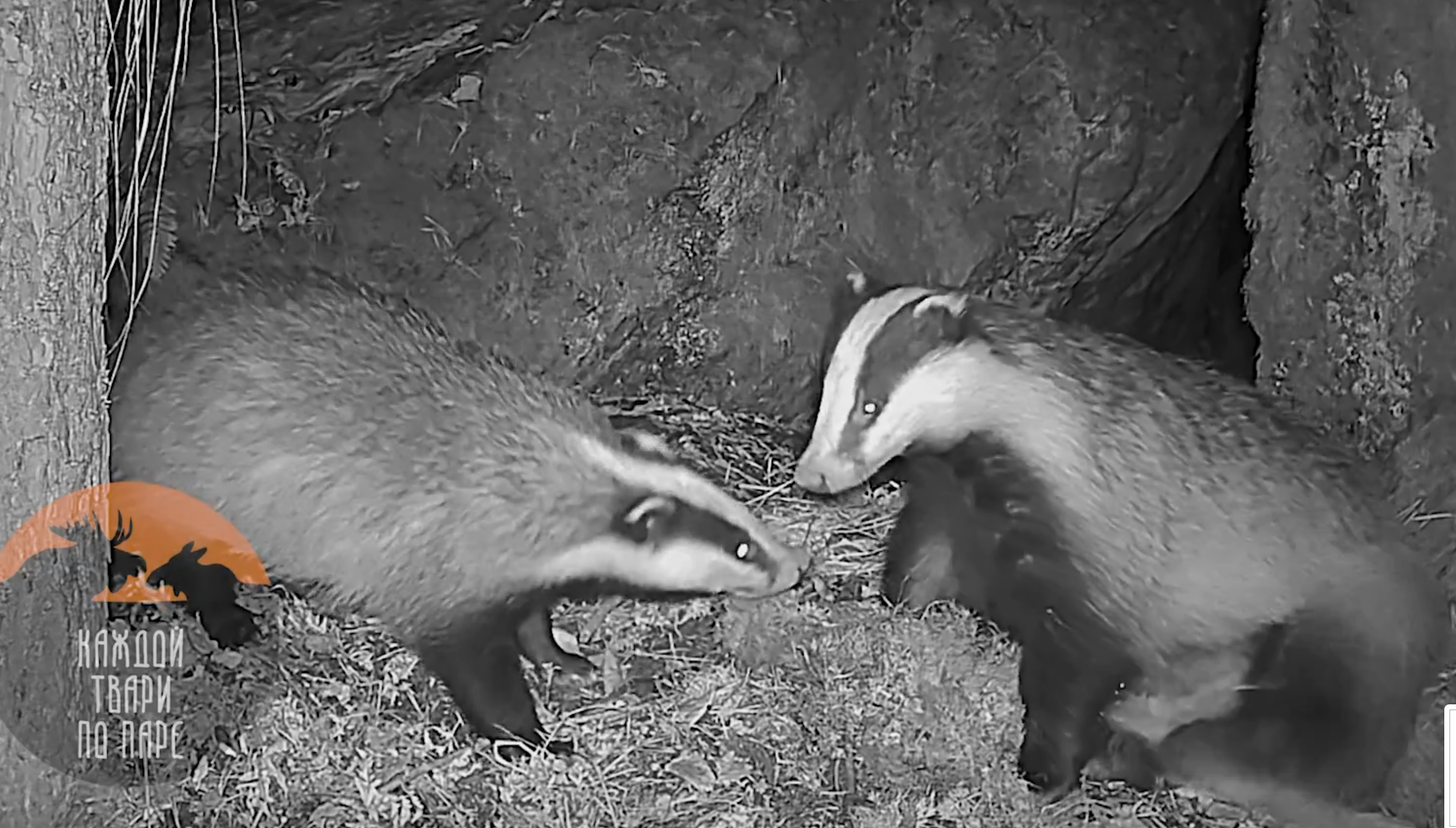 Особенности барсучьей семьи: как зверьки готовятся к зимней спячке