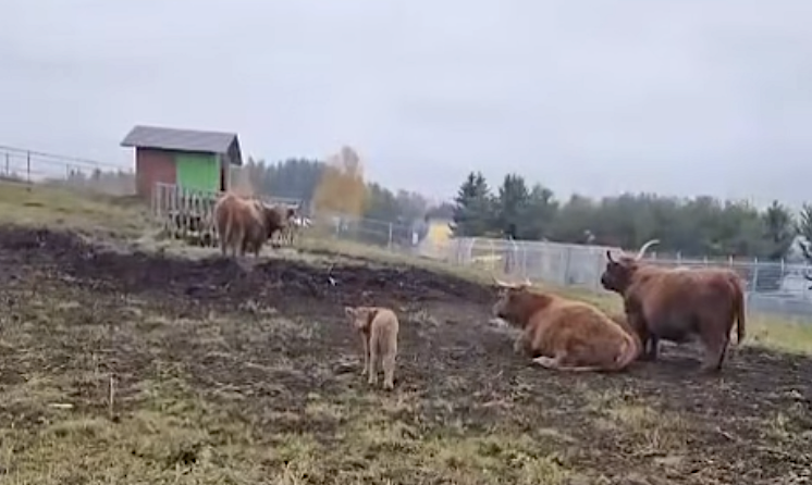В Карельском зоопарке пополнение: родился теленок шотландского хайленда