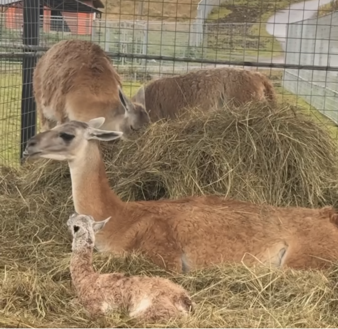 Новорожденный гуанако сделал первые шаги в Карельском зоопарке