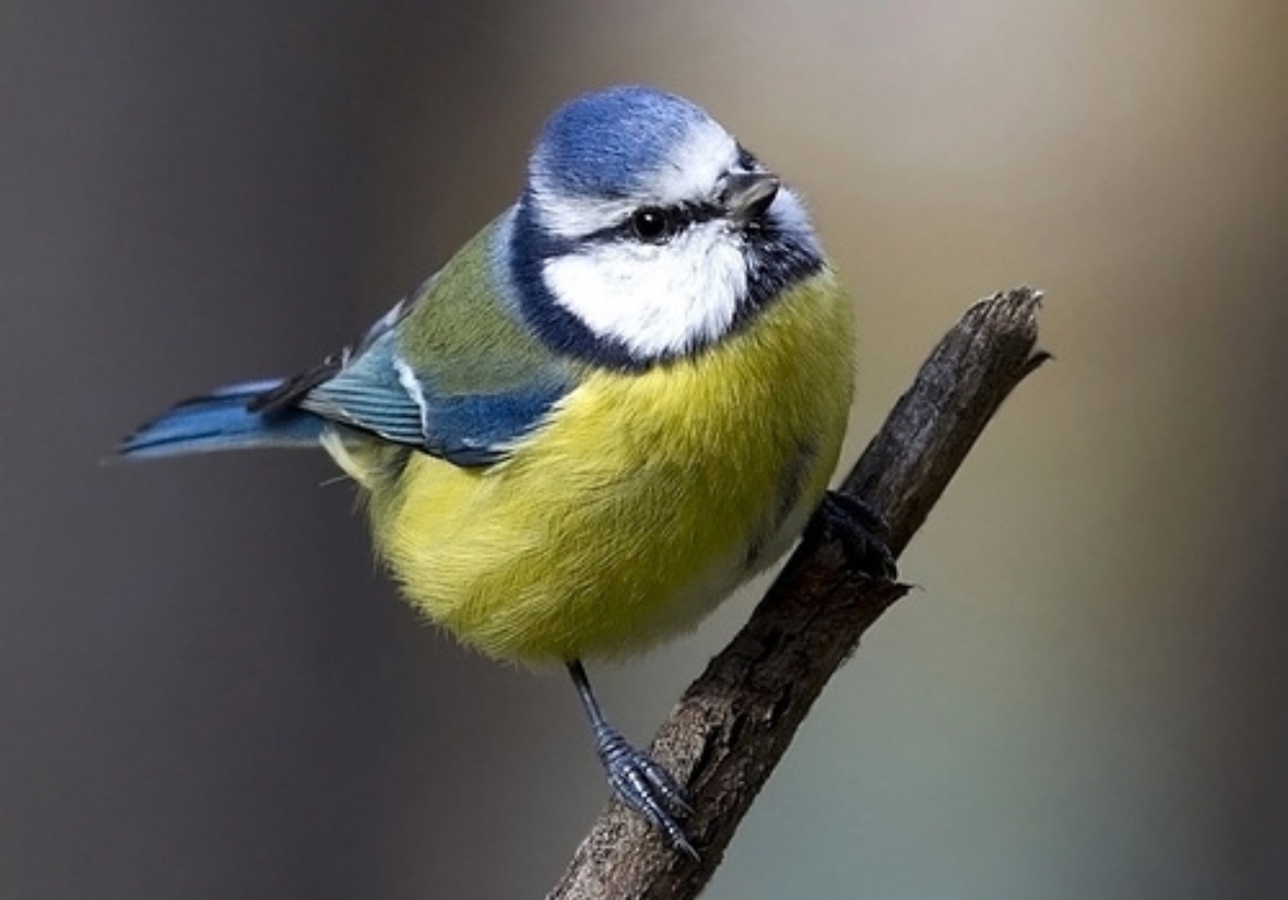 Помощь пернатым: в Карелии начался сезон подкормки птиц Помощь пернатым: в Карелии начался сезон подкормки птиц