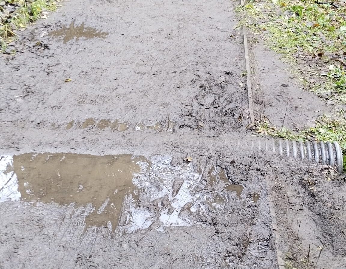 Белки исчезли из парка в Петрозаводске, а «благоустройство»  так и не закончили