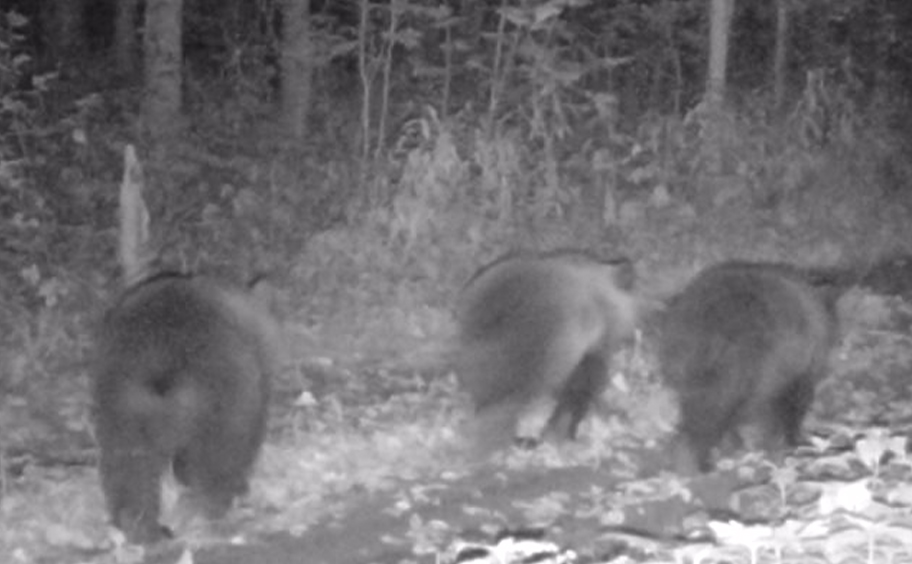 Фотоловушки карельского нацпарка сняли настоящий фильм о жизни дикой природы