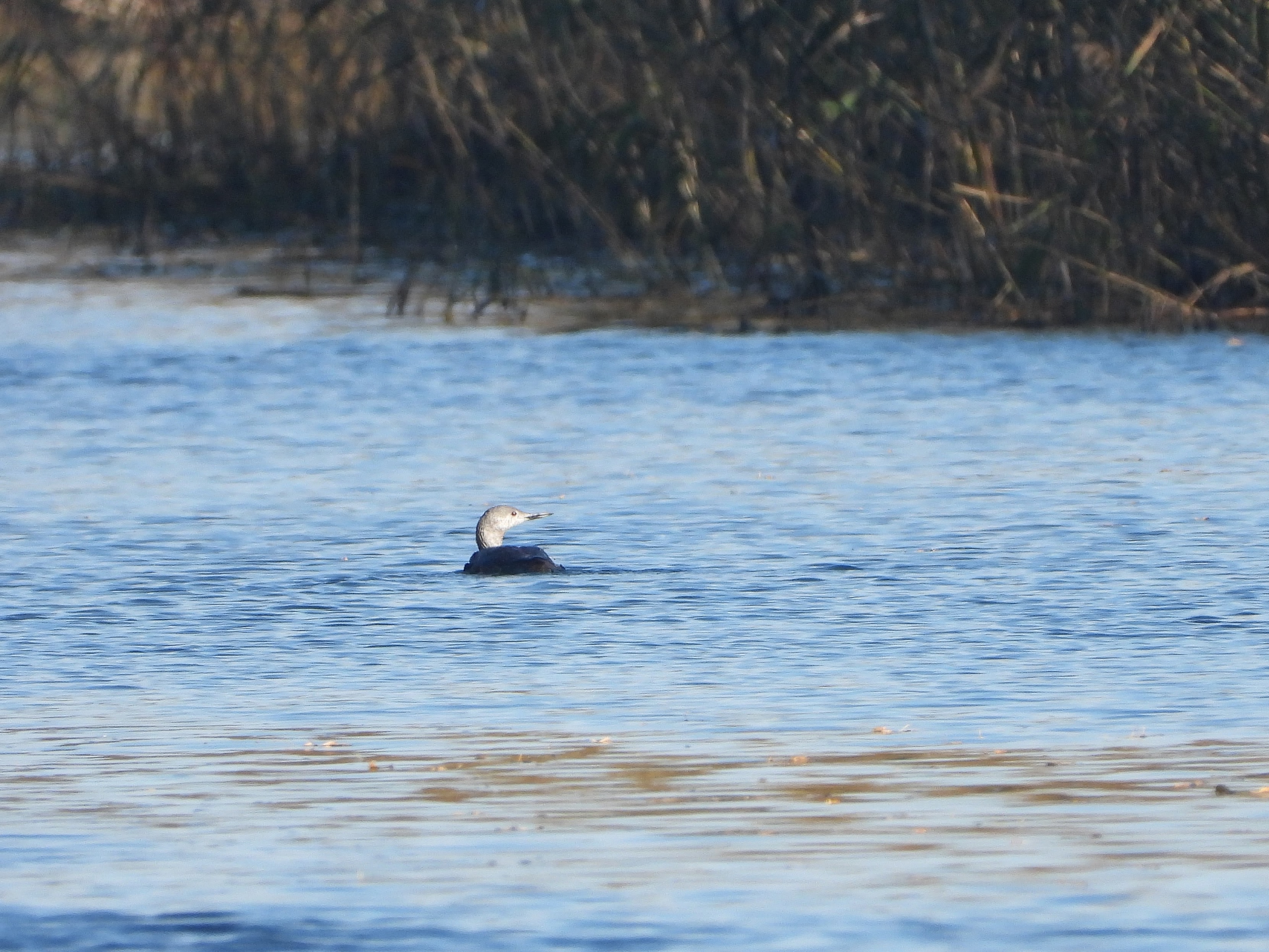 Уникальную краснозобую гагару запечатлели в карельском заповеднике