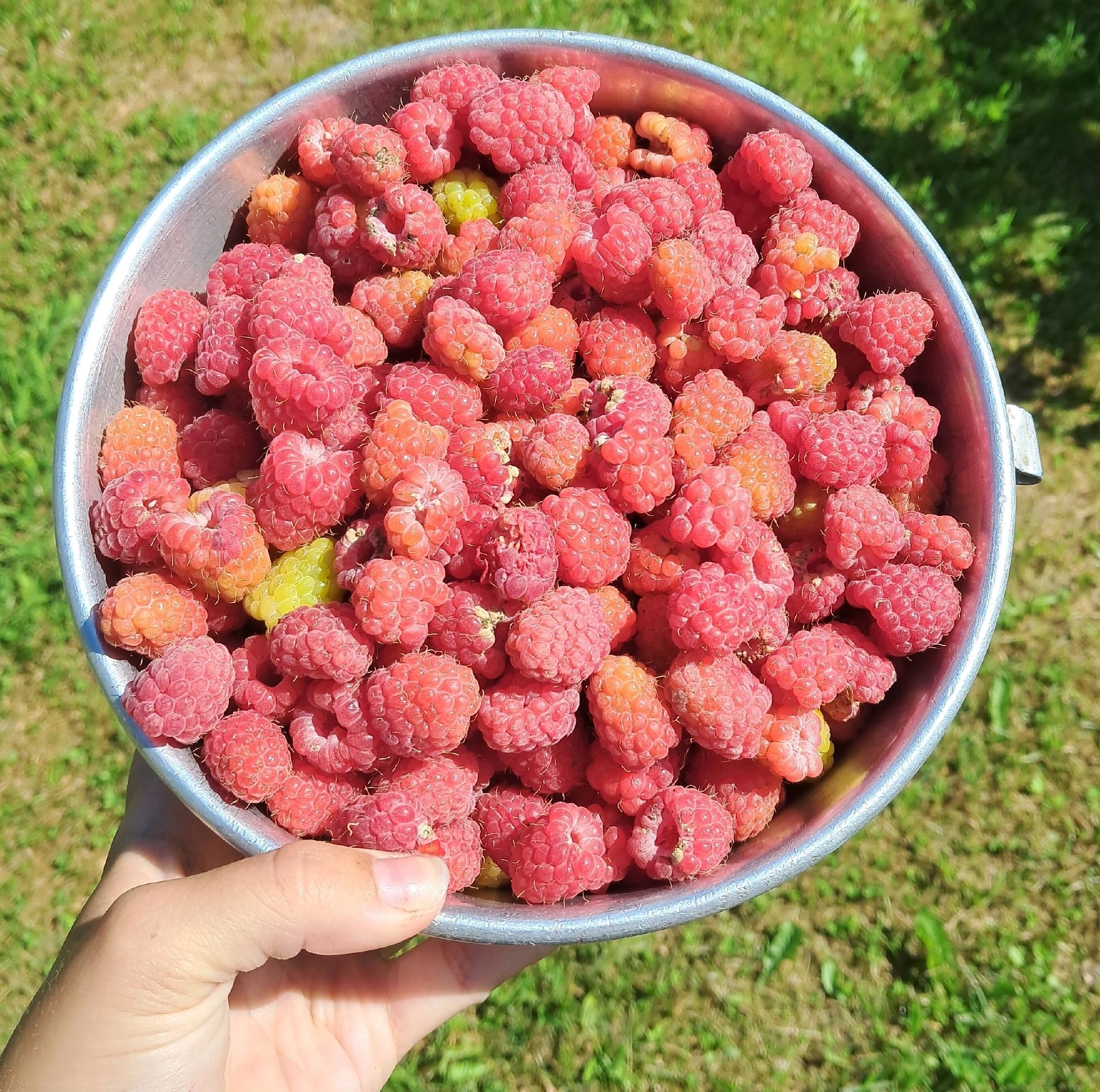 Ученые Карелии предложили фермерам разработки для сельского хозяйства