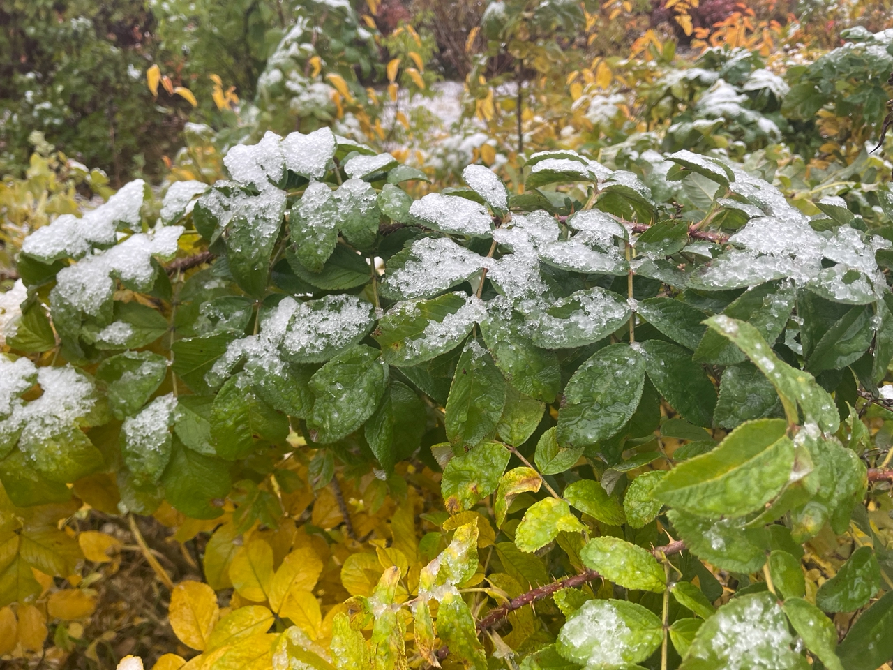В воскресенье станет еще холоднее в Карелии: циклон-проказник снизил температуру до +1°С