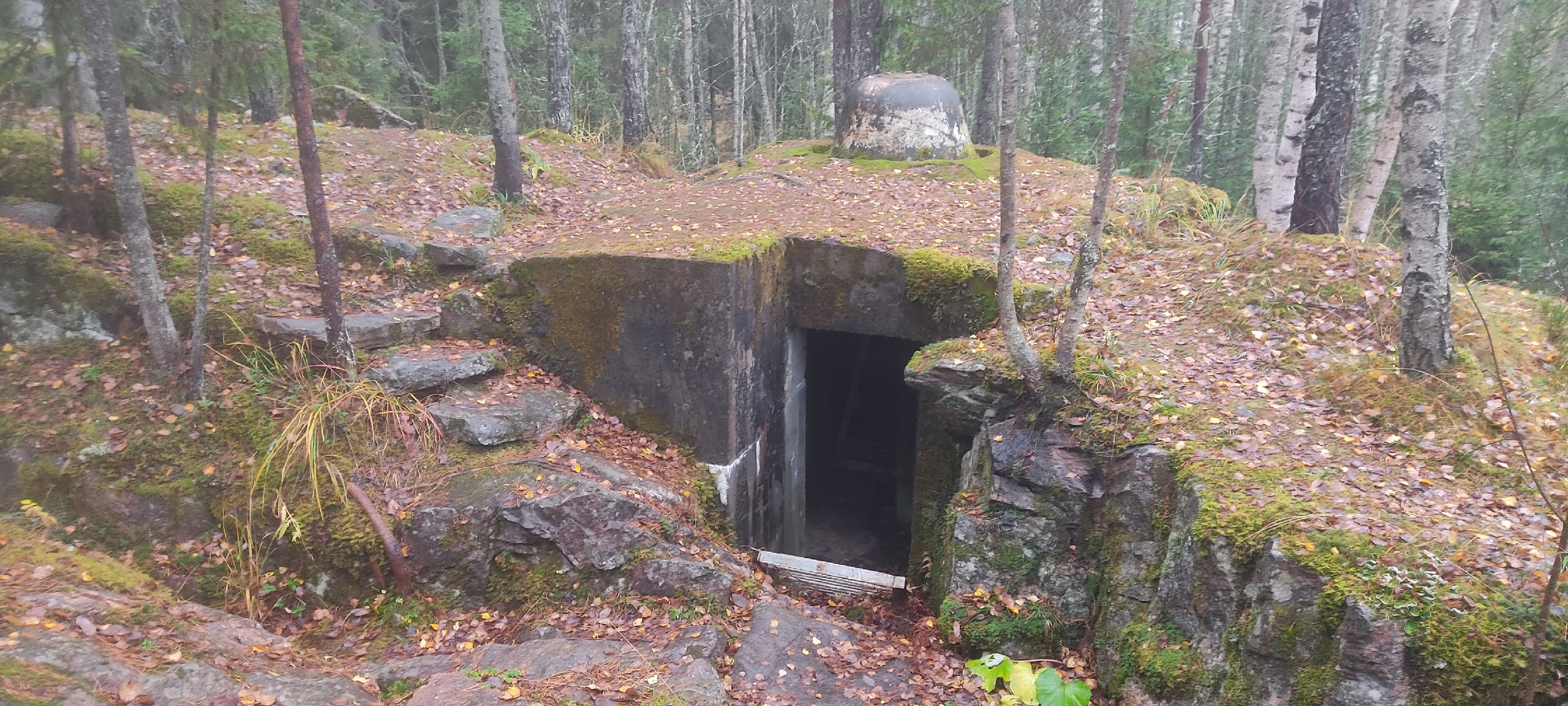 Летучая мышь облюбовала бункер в лесу Карелии Летучая мышь облюбовала бункер в лесу Карелии