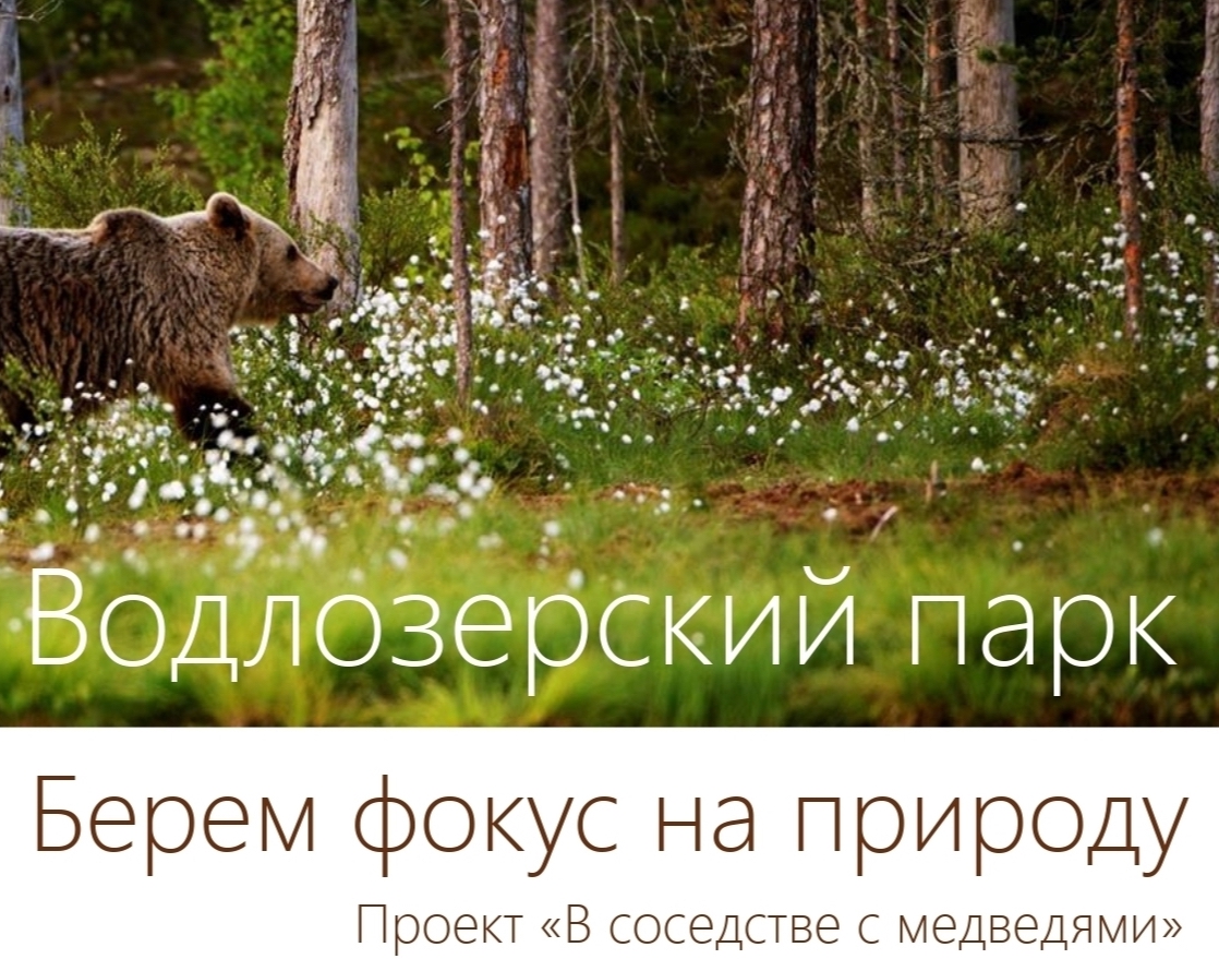 Жизнь кижской медведицы изучают с помощью GPS-ошейника в Карелии