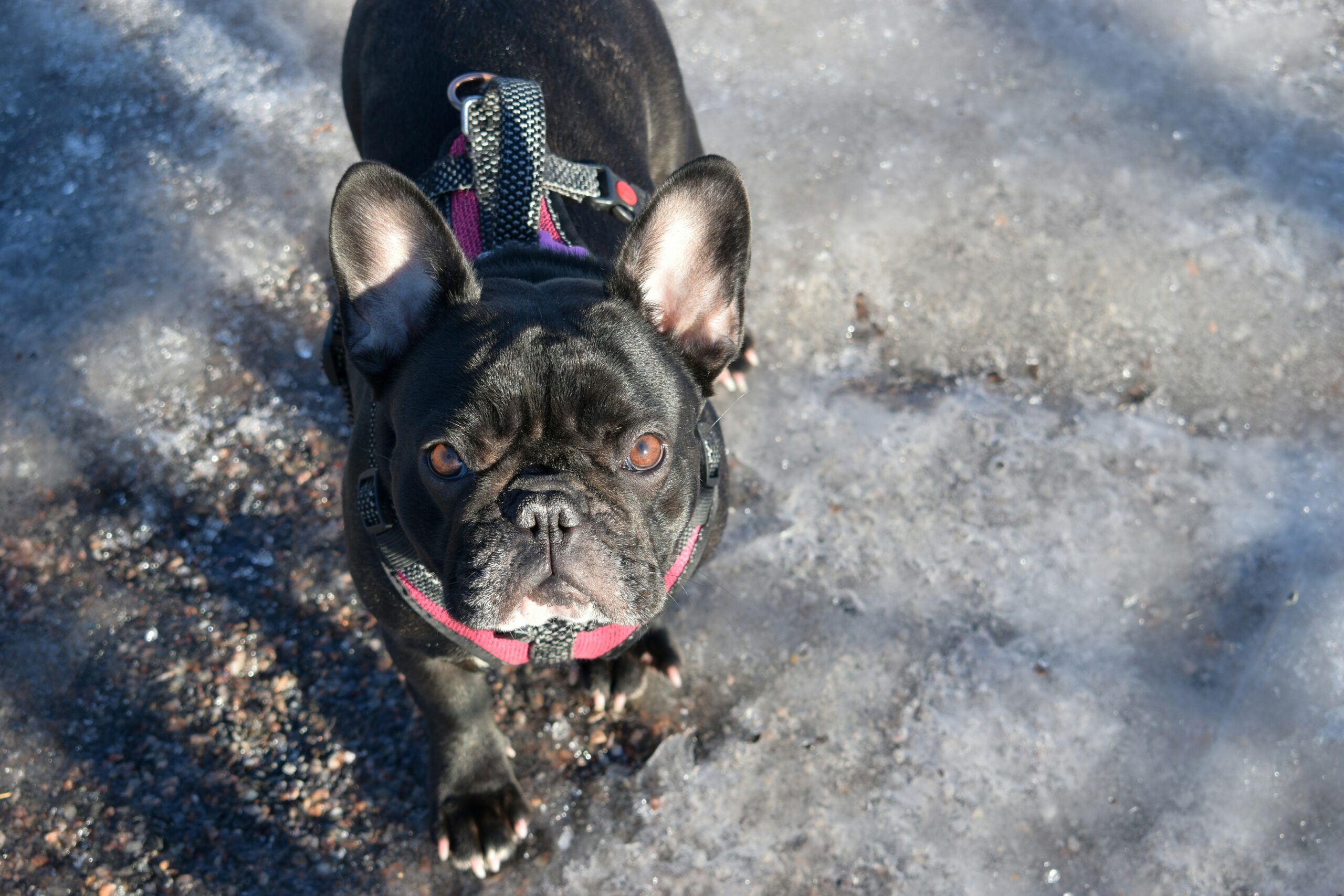 Снегопады и метель: синоптики Карелии рассказали о погоде на субботу