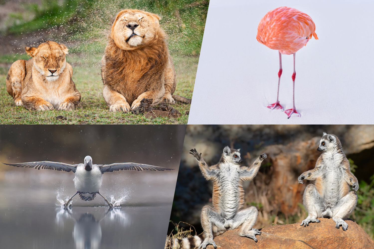 Лемуры на йоге и боевые объятия: фотографы со всего мира привлекли внимание к проблеме сохранения природы Лемуры на йоге и боевые объятия: фотографы со всего мира привлекли внимание к проблеме сохранения природы