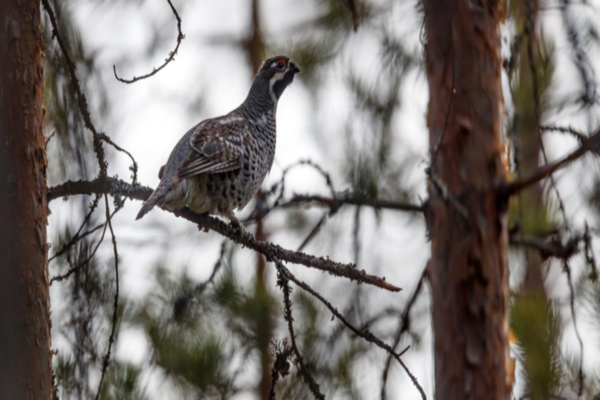 Карелия теряет пернатых: Красная книга пополняется новыми видами