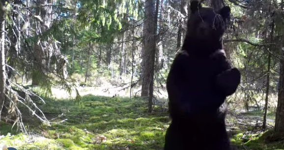 Медвежьи пляски попали в объектив лесной фотоловушки