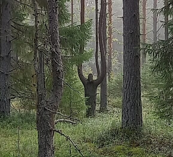 Дерево, похожее на странное существо, обнаружили в Карелии