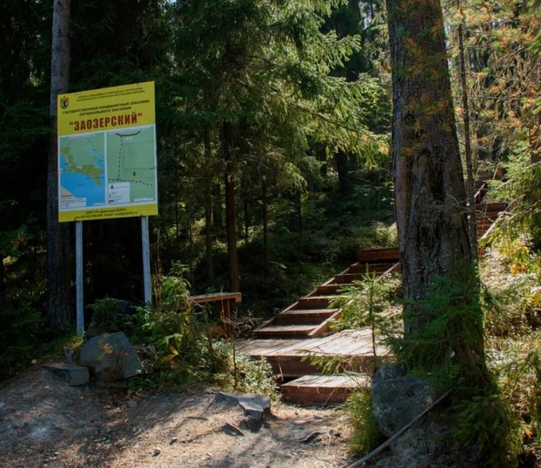 Экотропу к самой большой ели Фенноскандии закроют в Карелии Экотропу к самой большой ели Фенноскандии закроют в Карелии