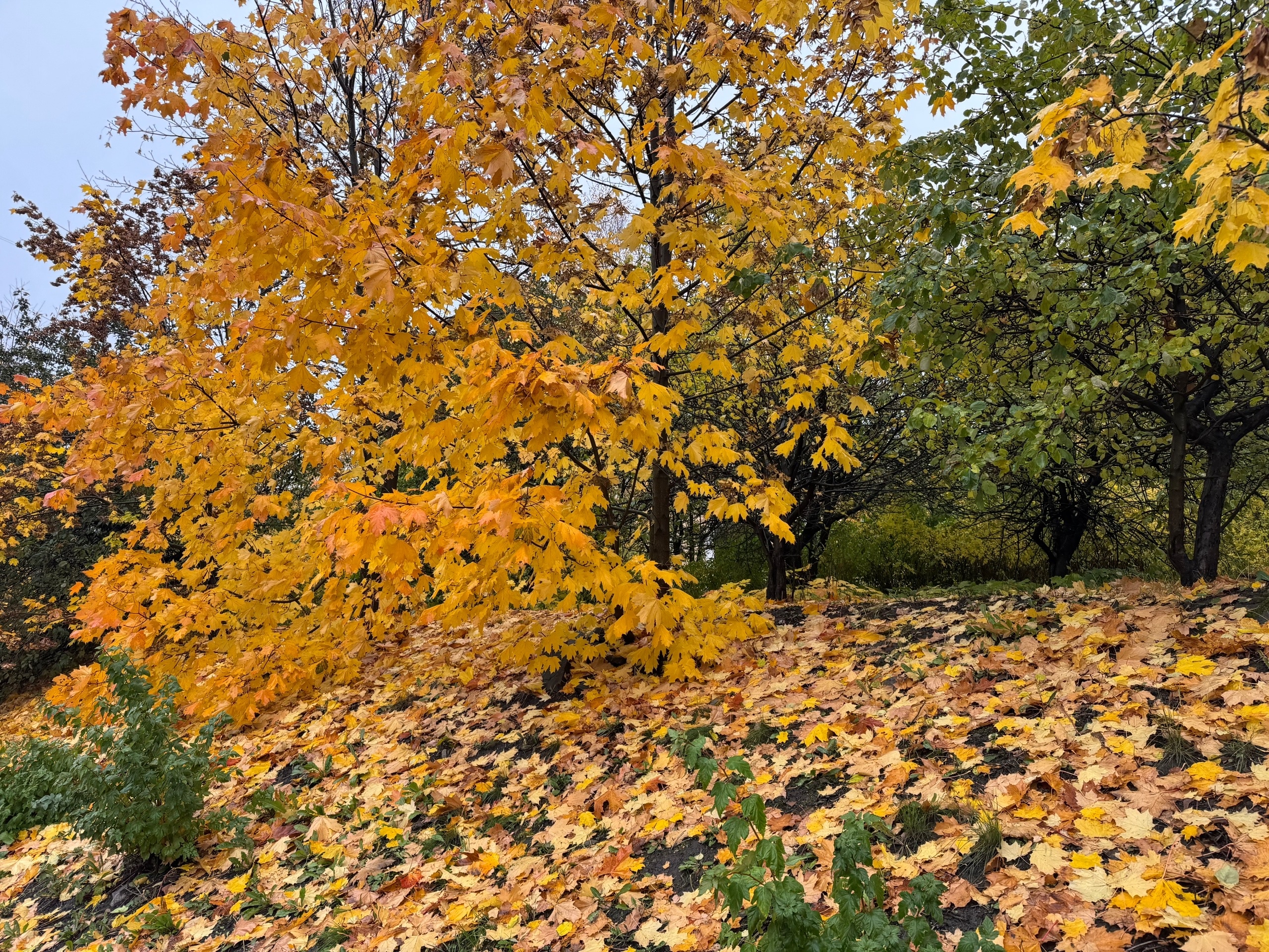 Тело мужчины с изгрызенными ушами обнаружили в парке Петрозаводска