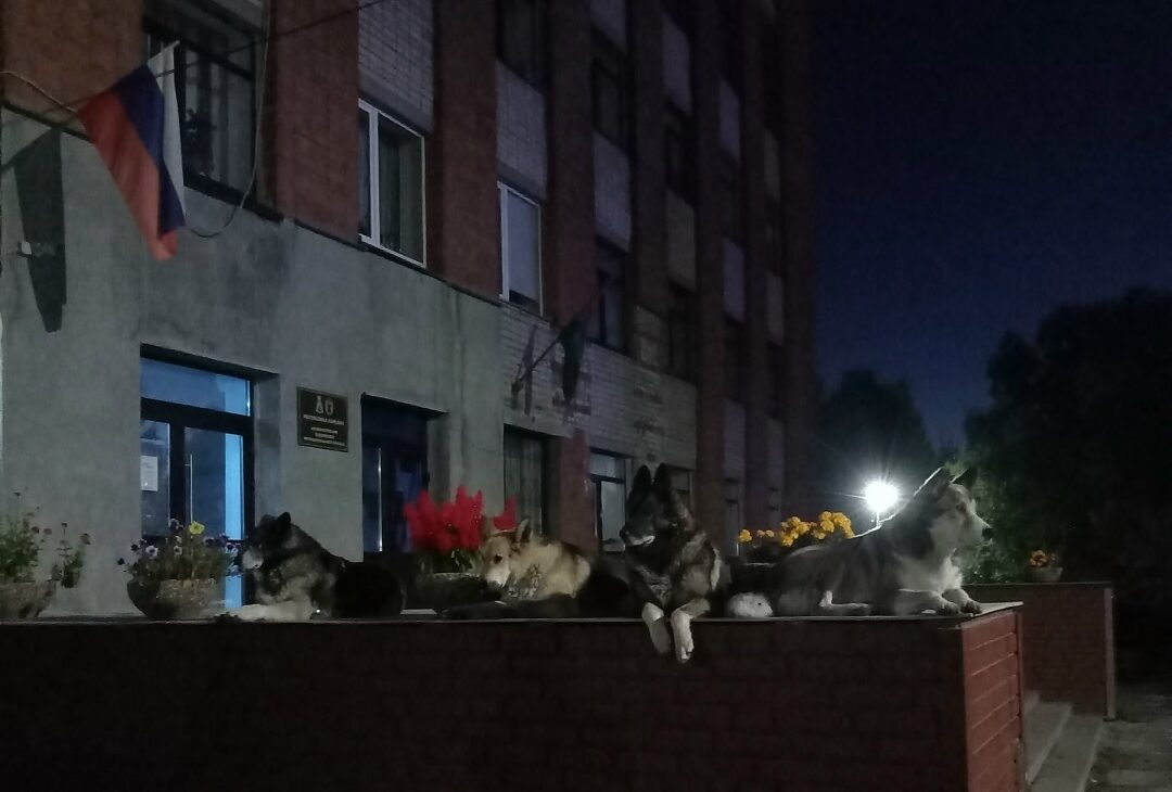 Бездомные собаки пришли утром на крыльцо районной администрации в Пудоже