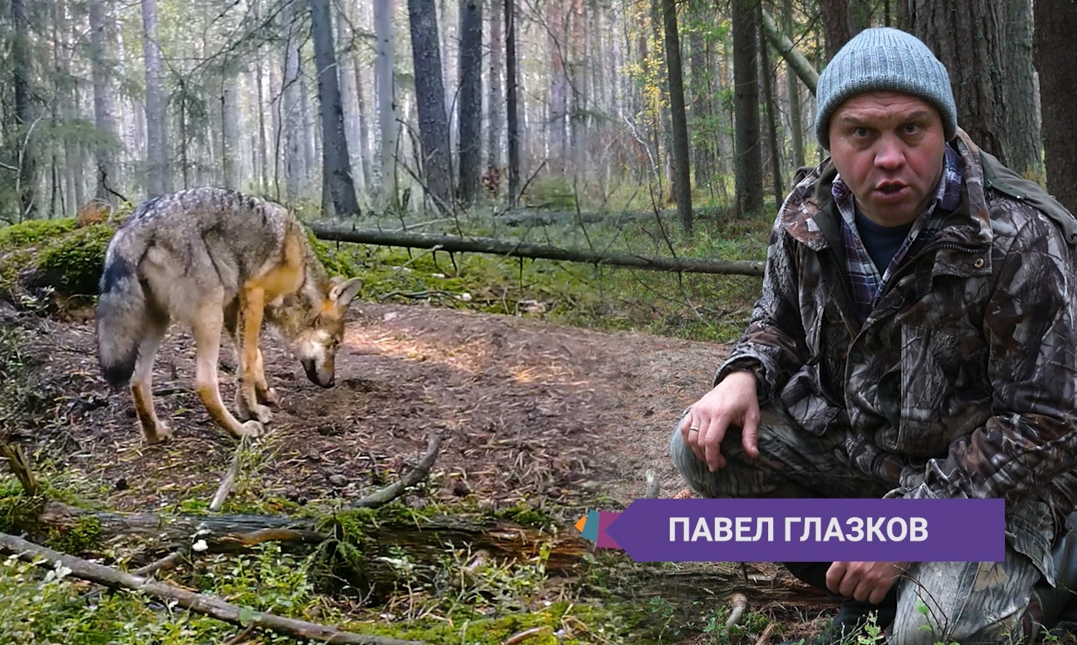 Зачем волки воют осенью: у хищников наступает сезон образования стай