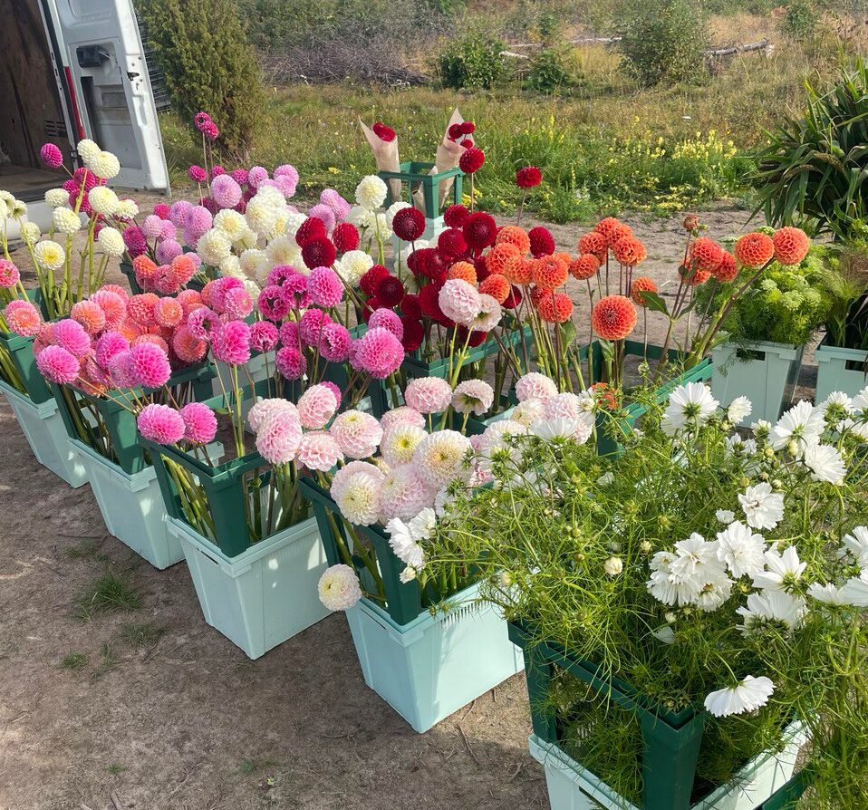 Резидент Арктики создал цветочную ферму в Сегежском округе