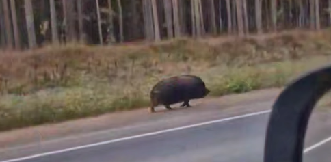 Симпатичный пятачок бродит в районе Деревянного