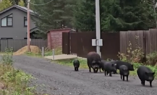 Массовое нашествие кабанов наблюдают в Ленобласти