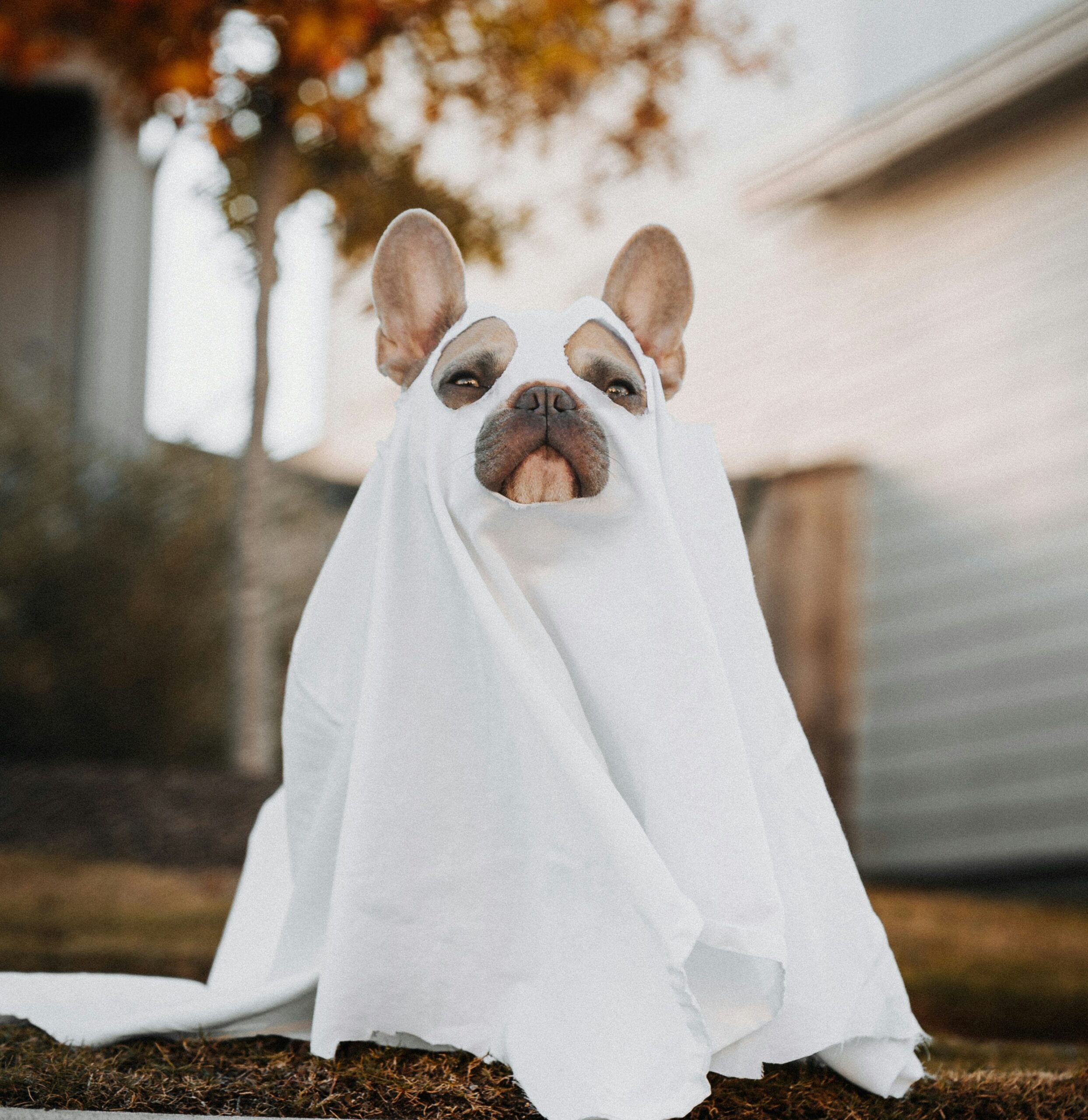 Тыква не замерзнет: погода на Хэллоуин - хмуро, но мягко