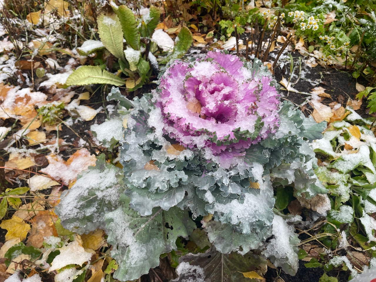 Дожди со снегом идут в Карелию