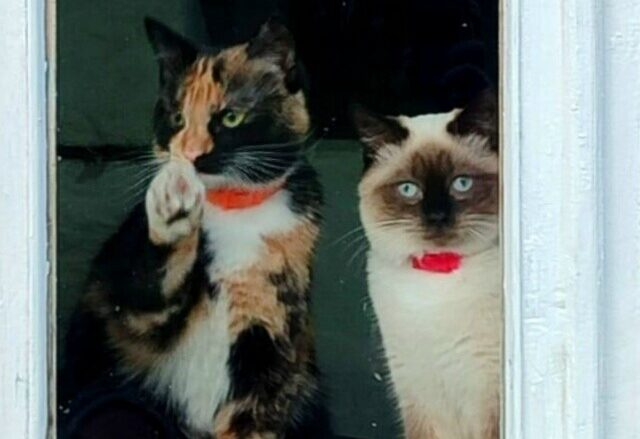 Идут поиски: кошки Гита и Зита вылетели из машины во время ДТП в Карелии