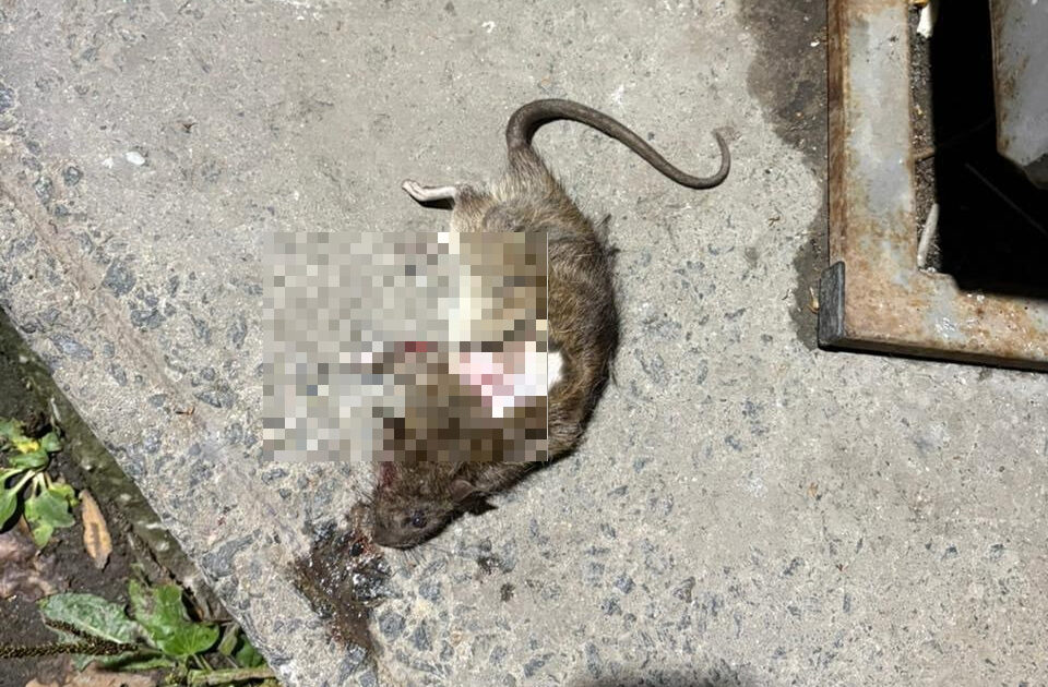 Крыса застряла под капотом автомобиля в Петрозаводске