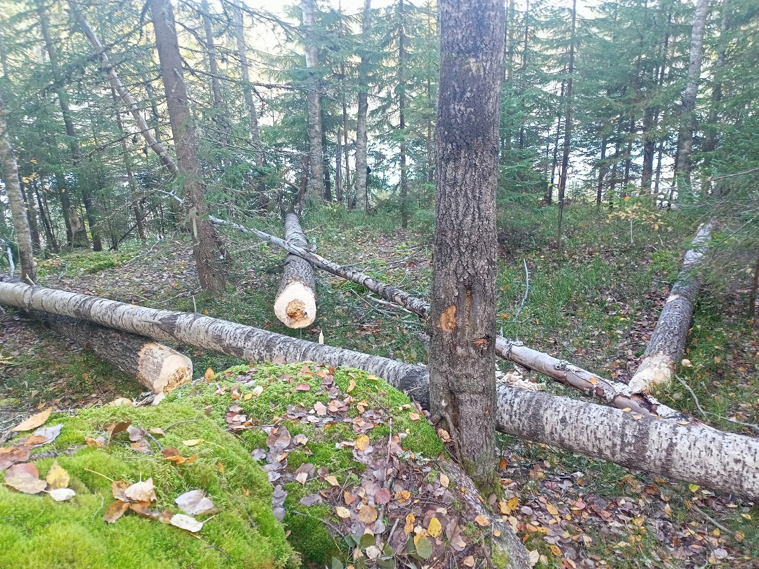Бригада бобров устроила массовую валку леса и перекрыла дорогу в Пряжинском районе