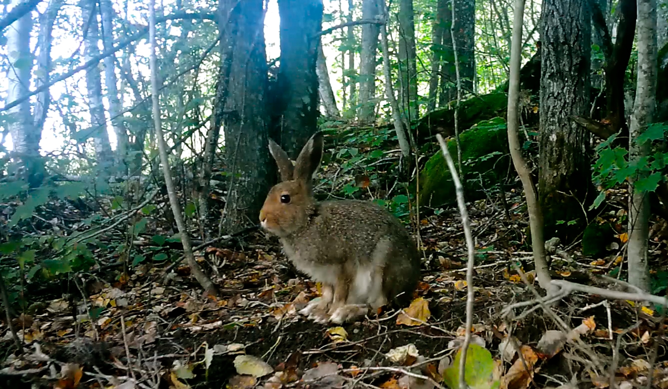 Заяц-беляк готовится менять летний мех на зимний