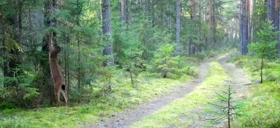 Грациозную рысь поймали в кадр в лесном заповеднике