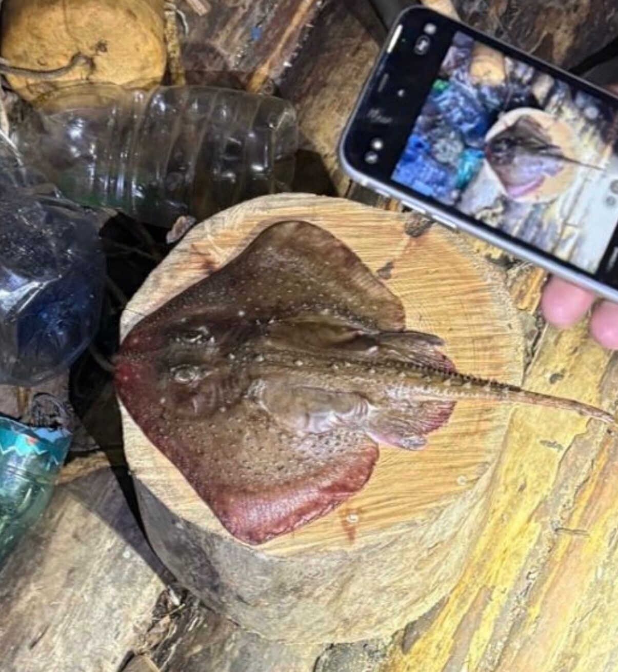 Ската выловили в Белом море Ската выловили в Белом море