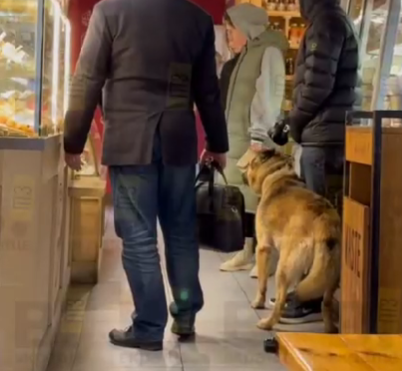 Собака без намордника напугала посетителей кофейни в Петрозаводске