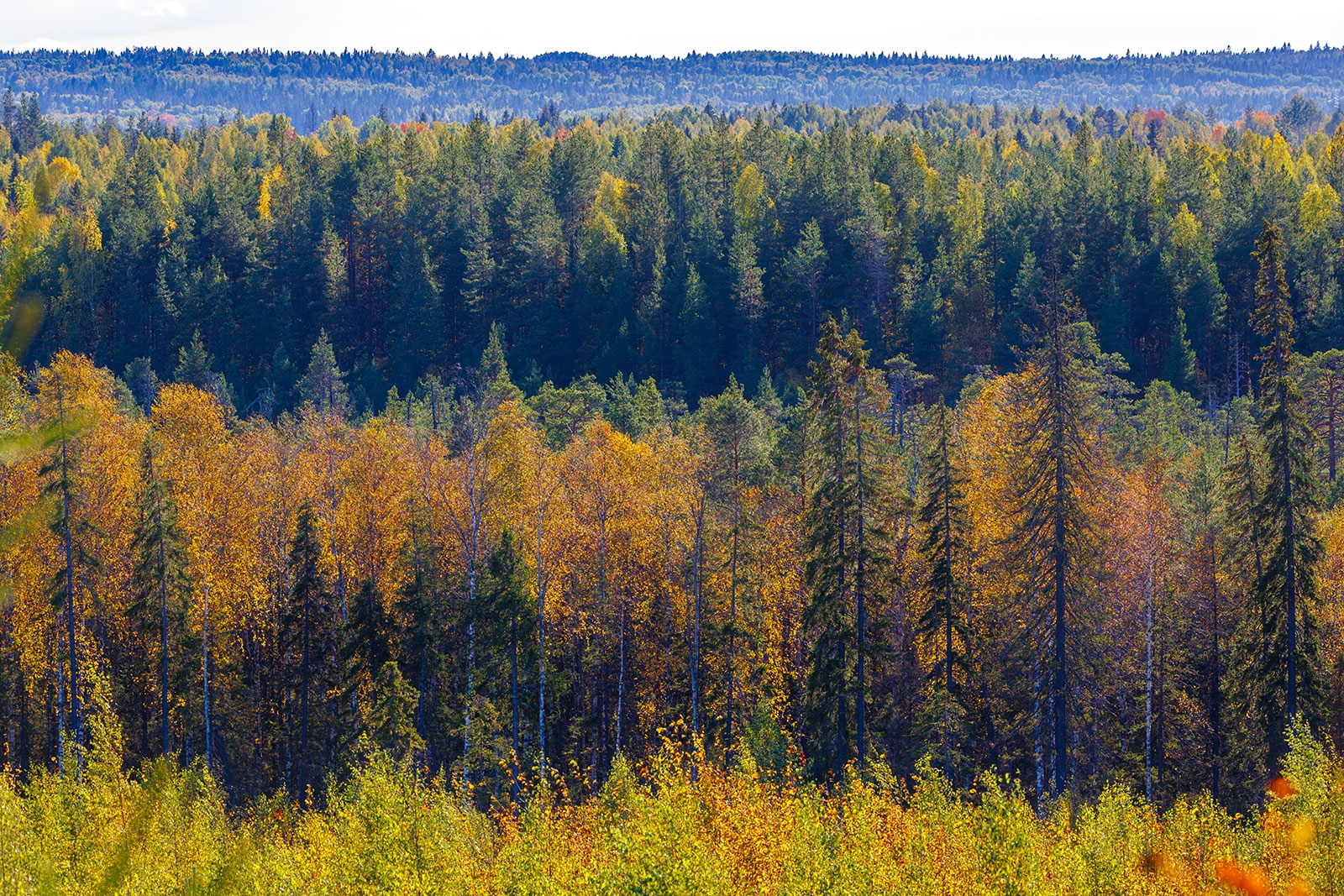 Синоптики рассказали о погоде в Карелии на понедельник