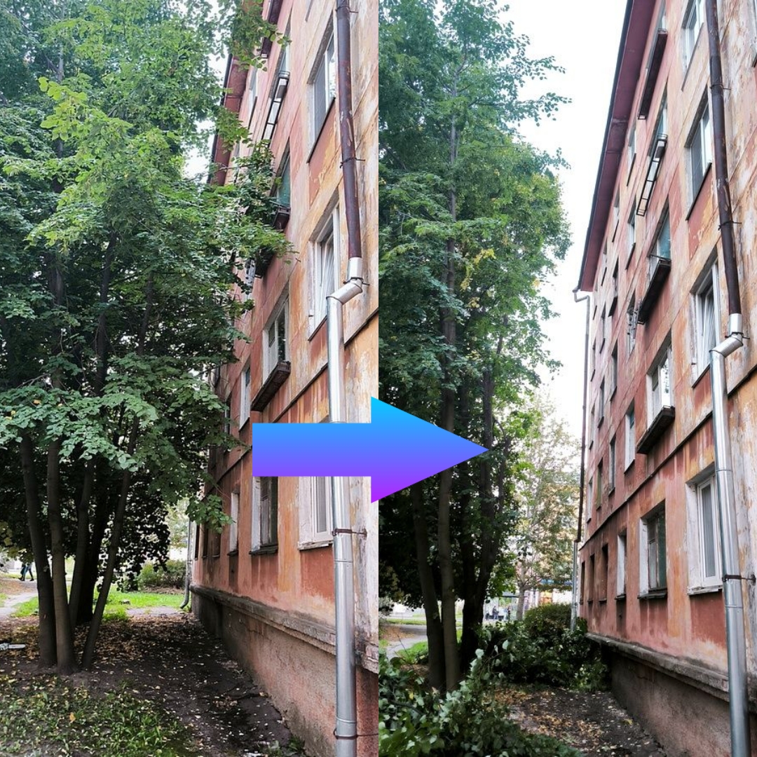 Управляющую компанию оштрафовали за разросшиеся ветки деревьев