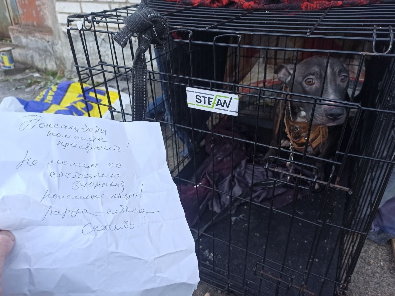 «Неудобная собака»: хозяева подбросили питомца в тесной клетке в район Петрозаводска