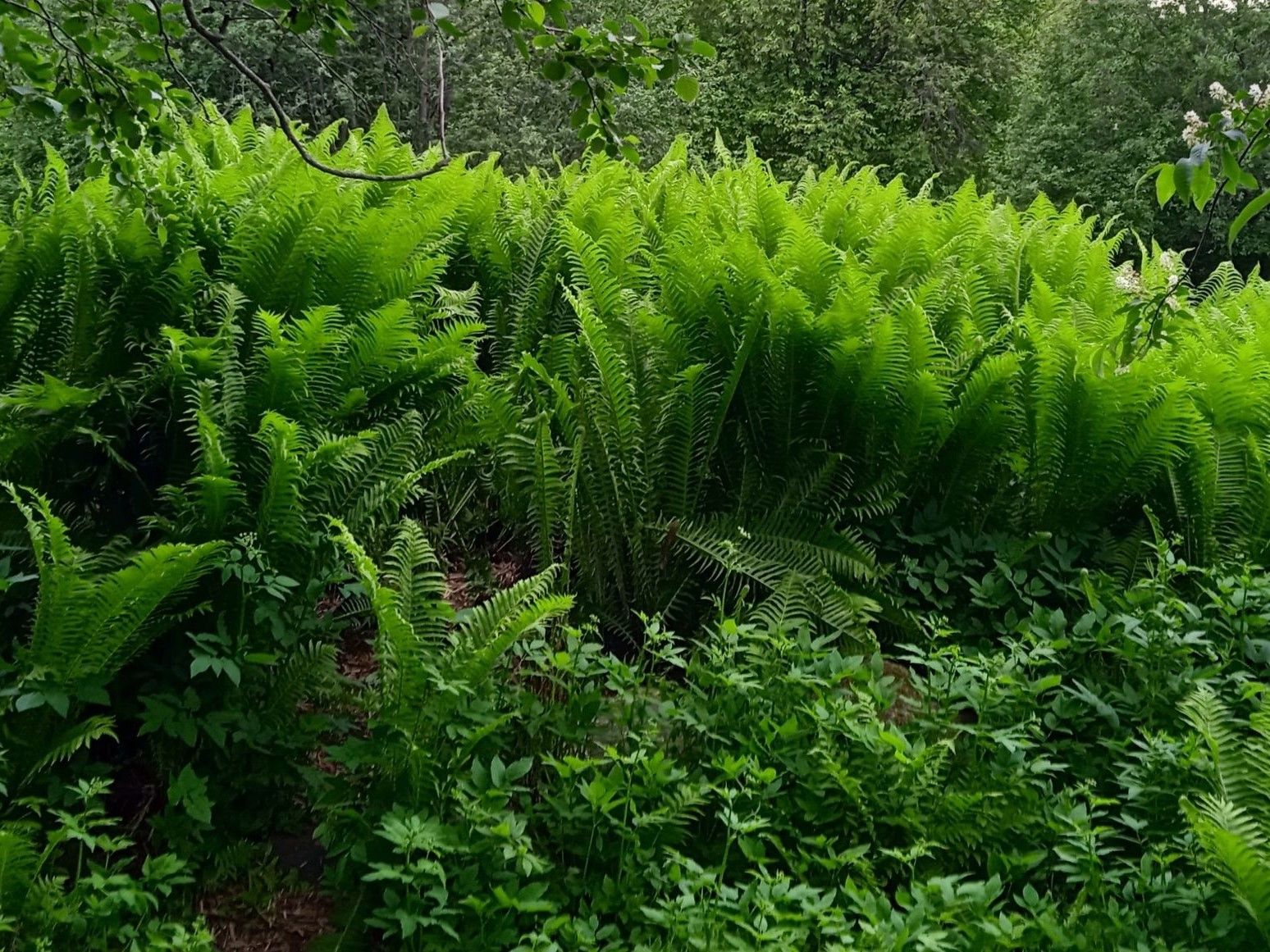 Глэмпинг в Карелии обманывает жителей Санкт-Петербурга