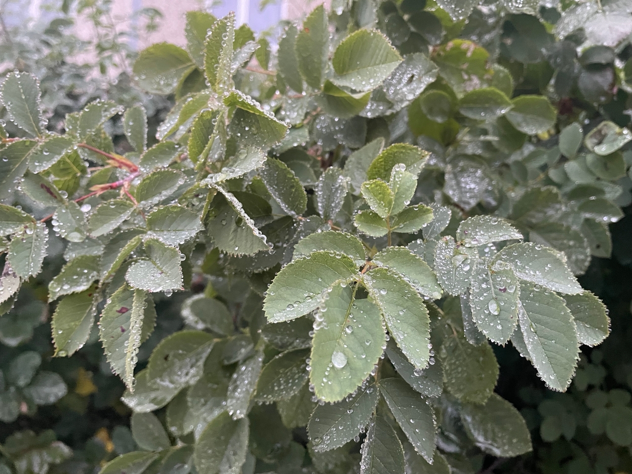 Дождь, туман и солнце урывками: погода 30 октября не даст расслабиться Карелии Дождь, туман и солнце урывками: погода 30 октября не даст расслабиться Карелии