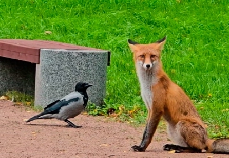 Лисы все чаще стали наведываться в города России