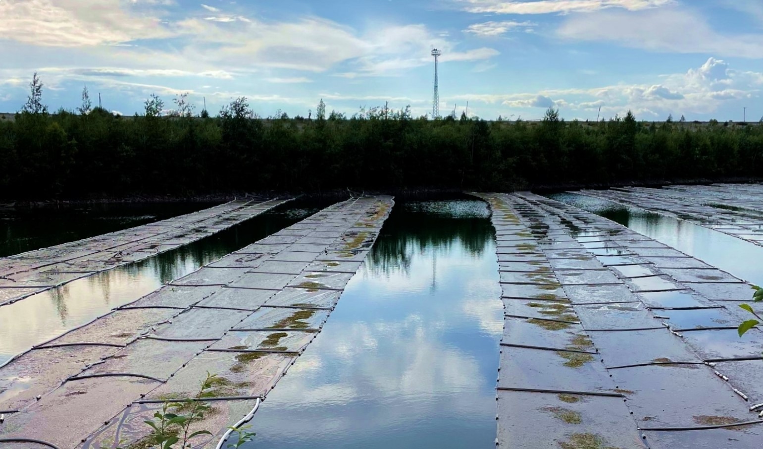 «Карельский окатыш» внедряет систему фитоочистки сточных вод в республике
