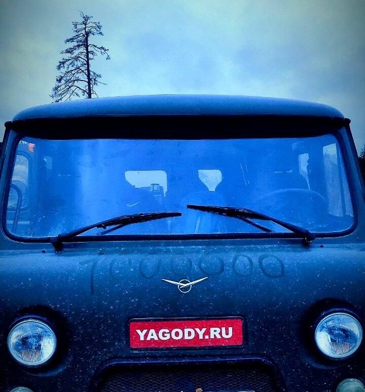 Ягодный хардкор в Карелии как пионерлагерь по-взрослому: сборщики ягод рассказали, как стать миллионером