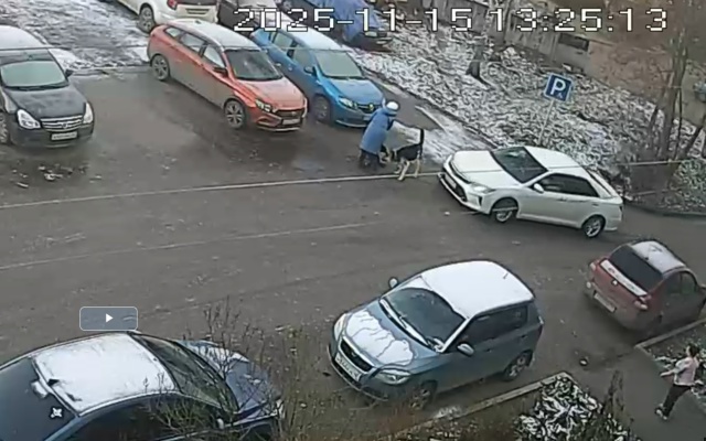 Проблема безнадзорных животных актуальна: происшествие на Нойбранденбургской