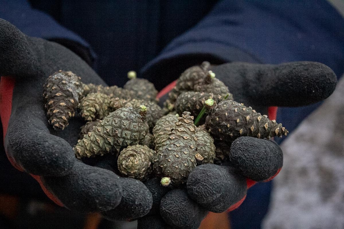 Шишки по всей Карелии можно собирать до конца марта