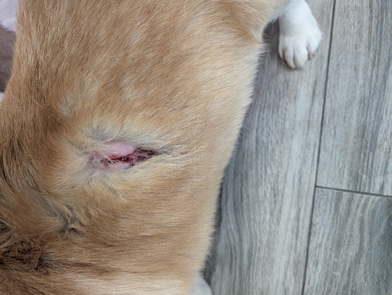 Бойцовский пес напал и погрыз корги в Петрозаводске